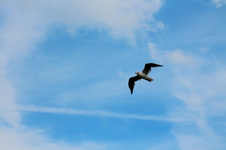 Sky