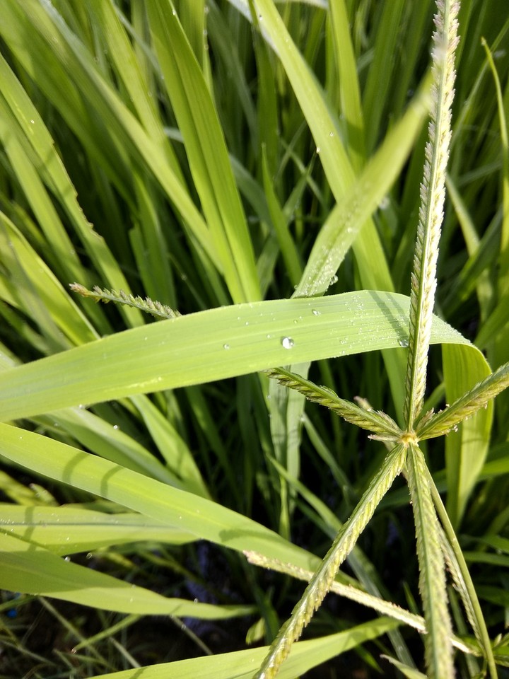 Grass Field