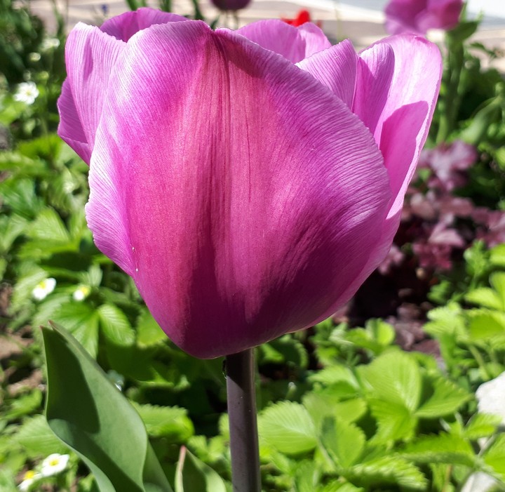 Tulpe