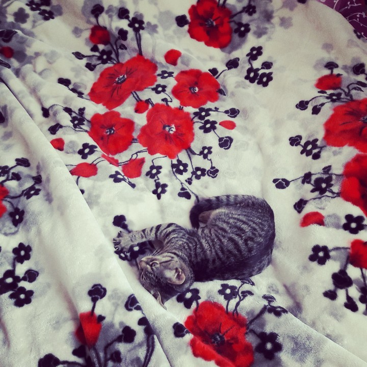 My cat
