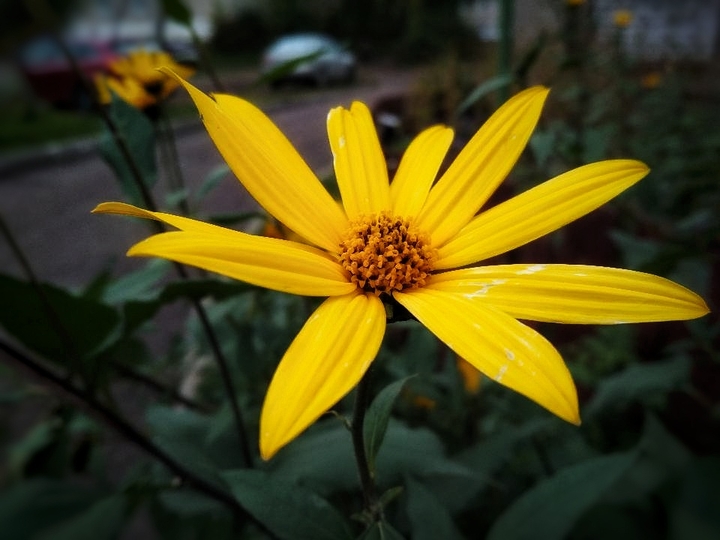 yellow flower