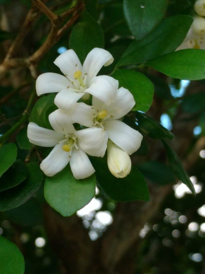 flores