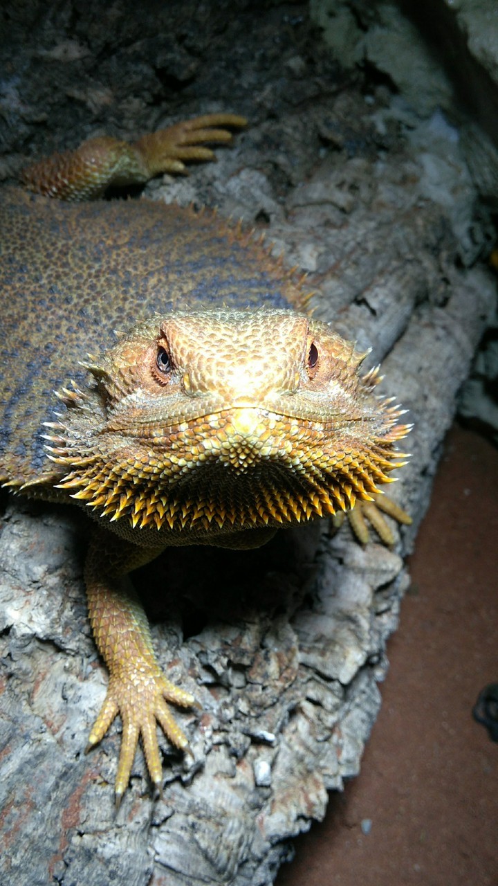 Bearded dragon
