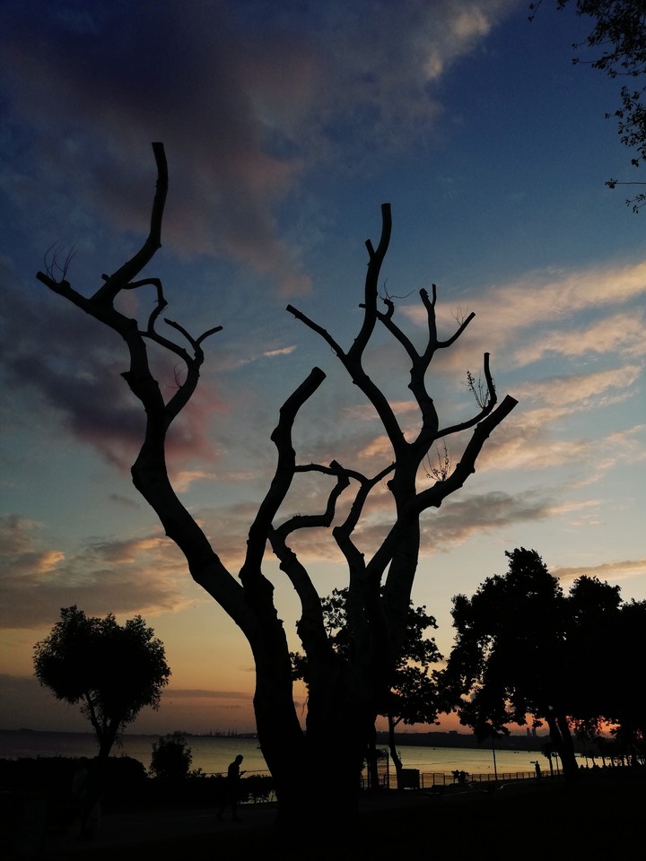 dark tree