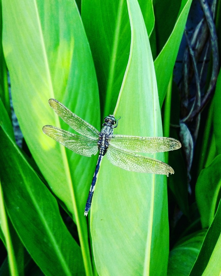 dragonfly