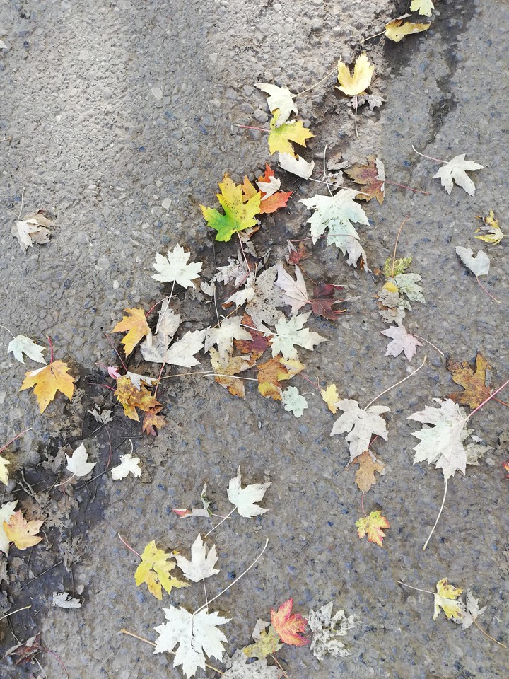 foglie d'autunno