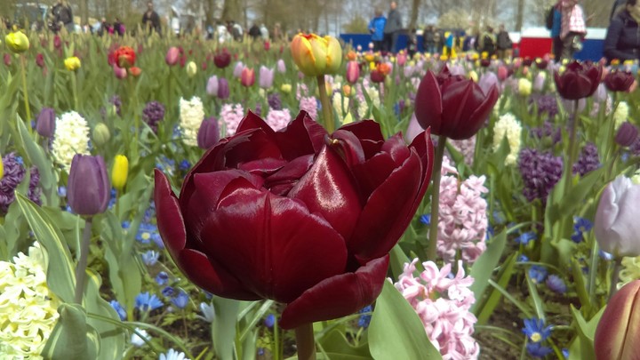 Nederland flowers
