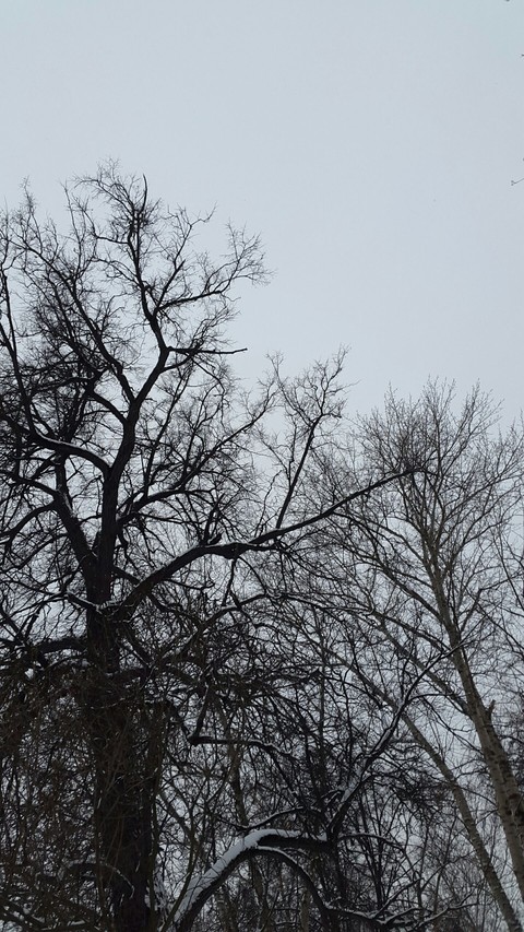 Trees