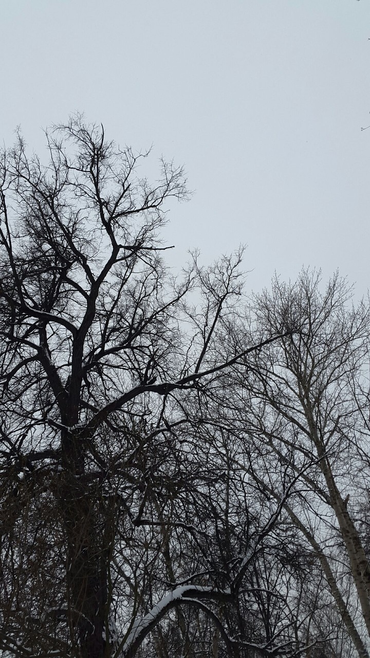 Trees