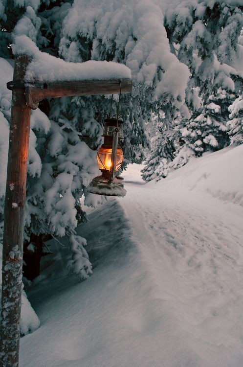 Winter Forest