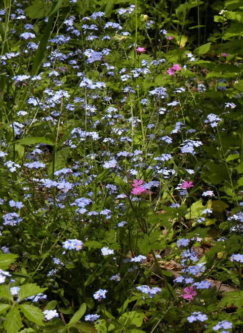 groundcover, flower wallpapers