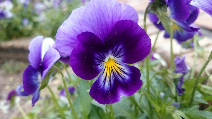 flower