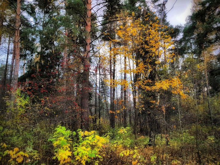 Forest in Russia 