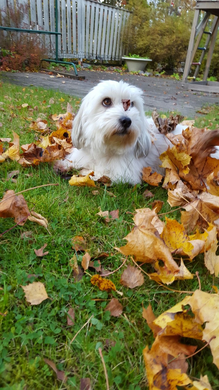 autumn & dog