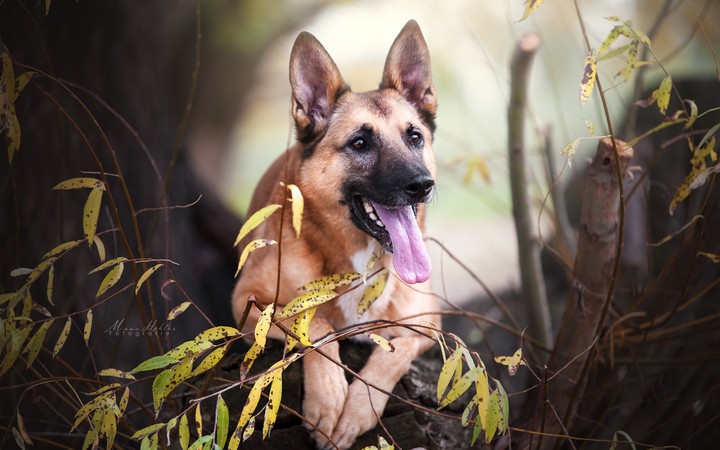 dog