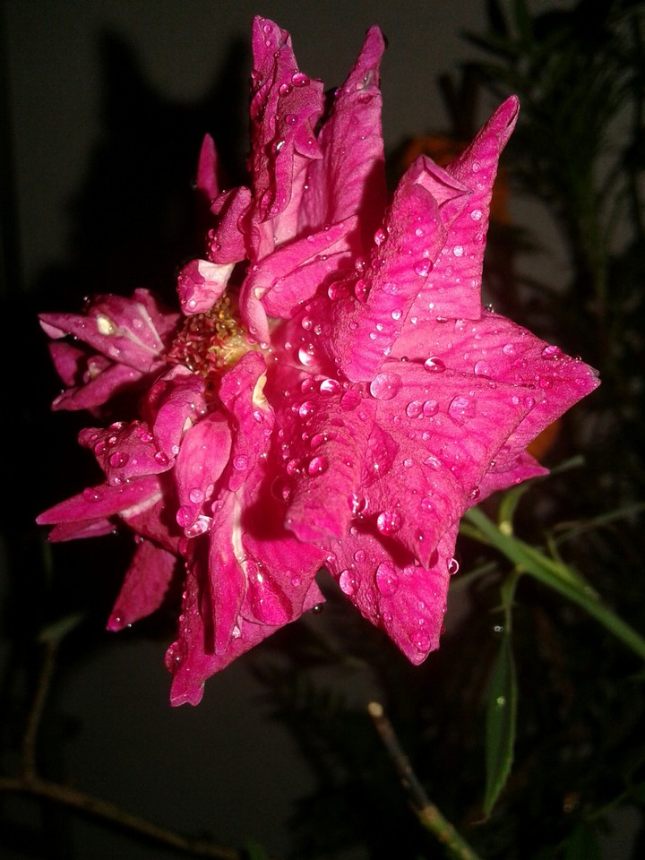 rose with water drop