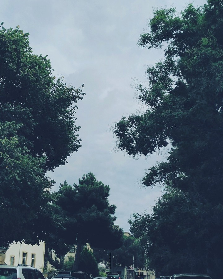 Street Trees