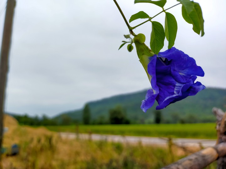 Pea flower