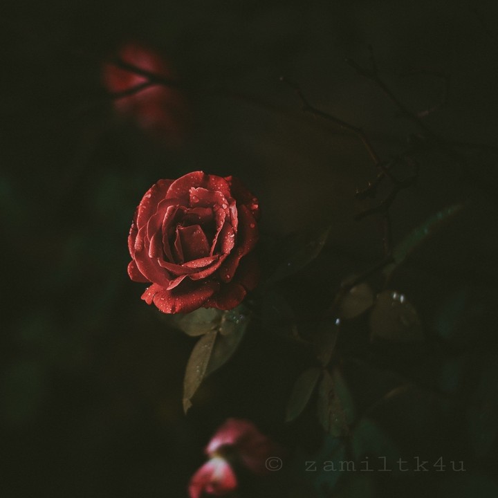 Red Rose