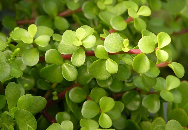 portulacaria afra