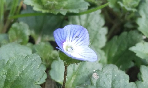 Tiny Flower.