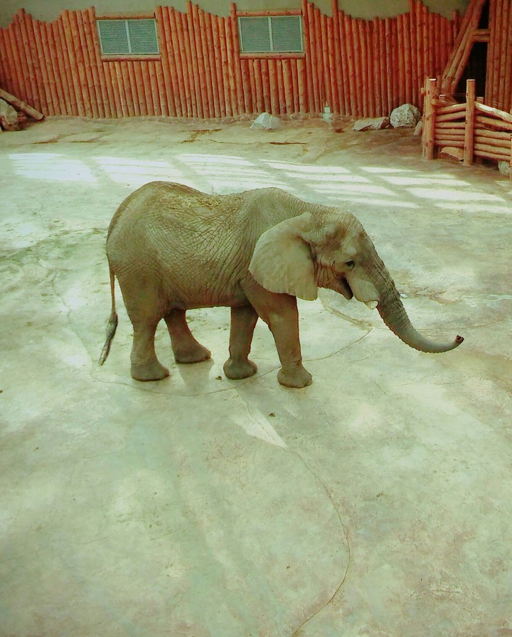 Słonik * Elephant