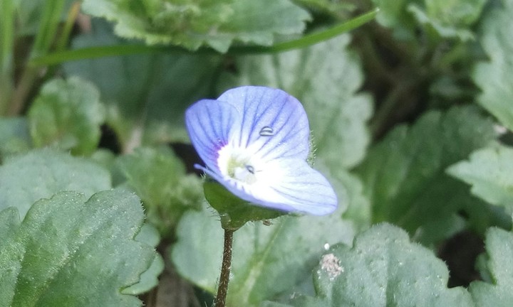 Tiny Flower.