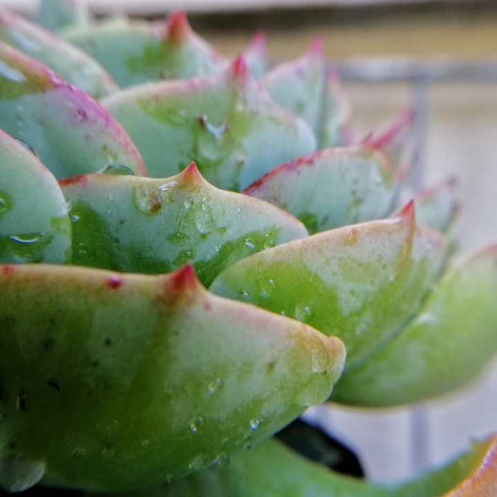 Echeveria