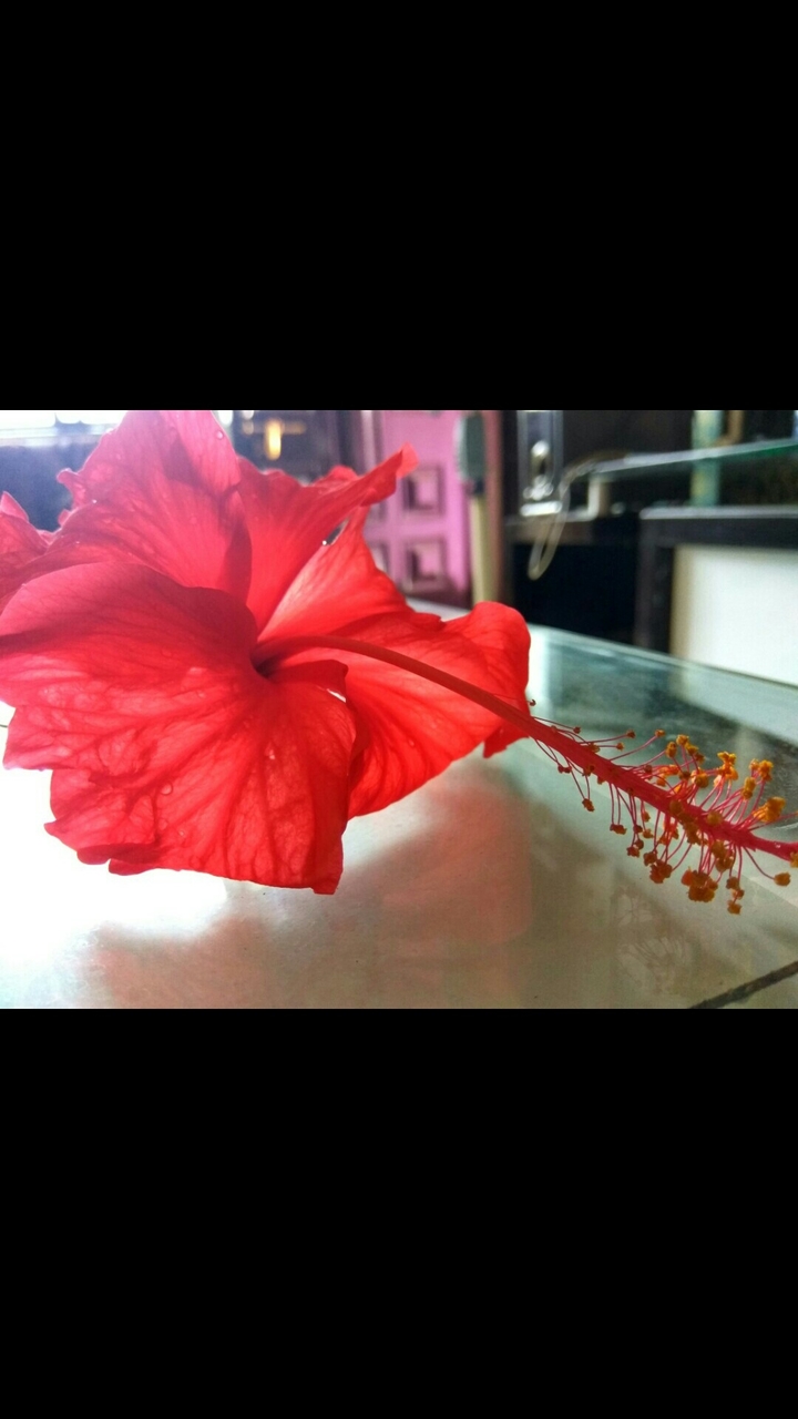 flower.....