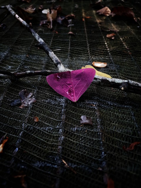 love is heart