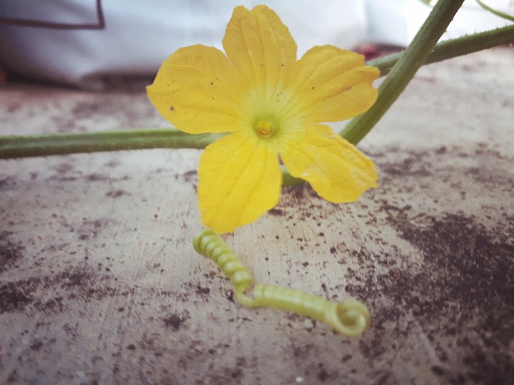 flower