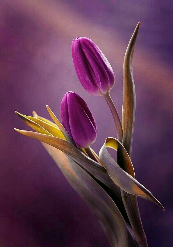 tulip