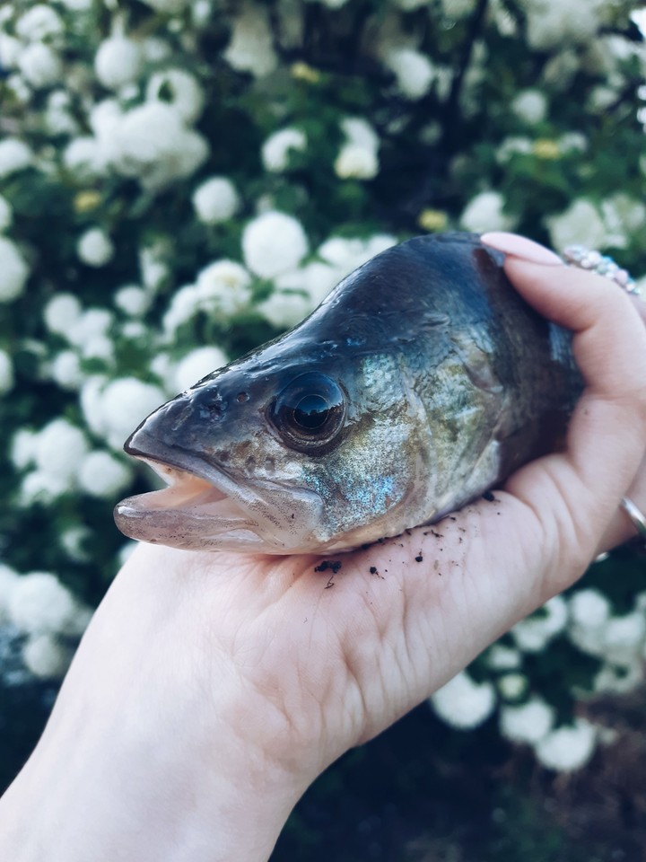 fish and flowers