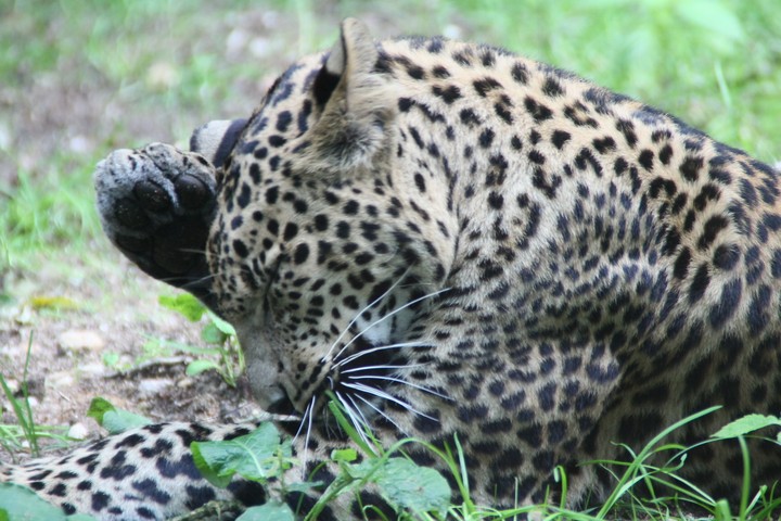 panther