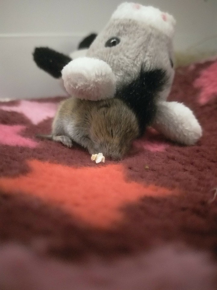 baby maus