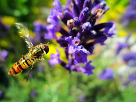 insect.
