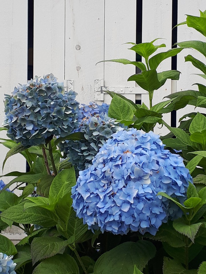 Hydrangea