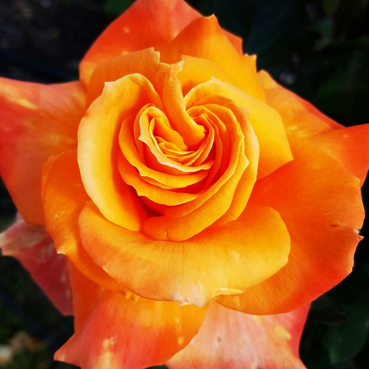Goldenrose