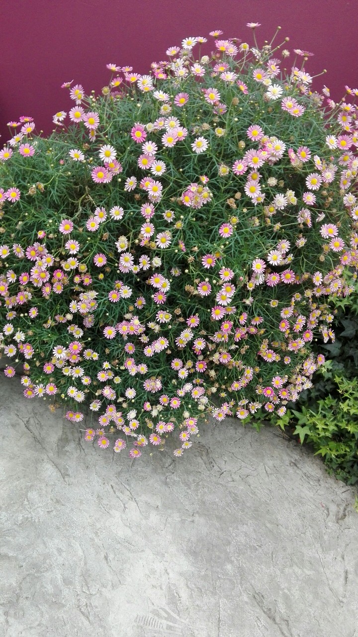 pink flower