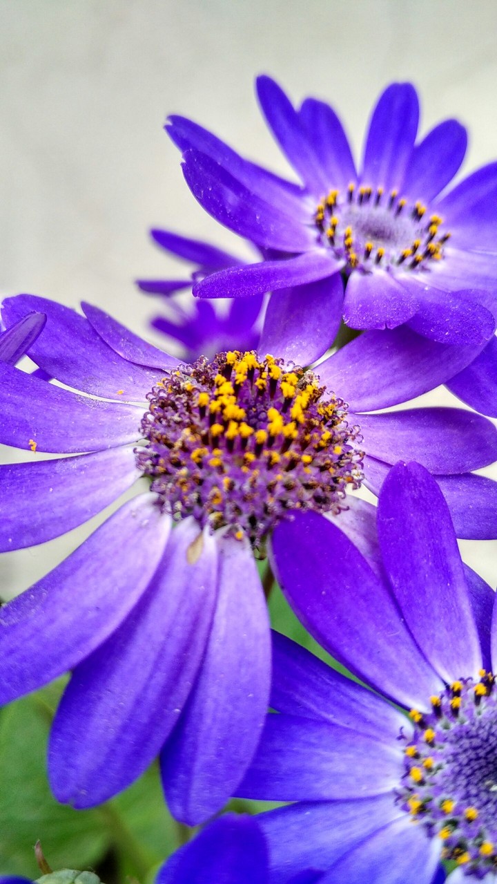 blue nature, lavender
