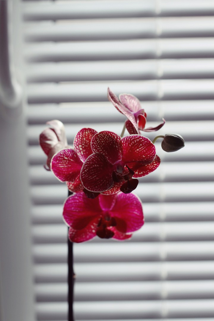 Orchid