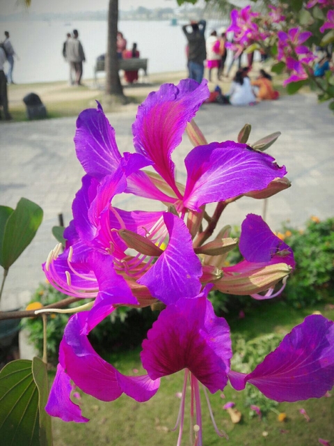sfondi flora, flower
