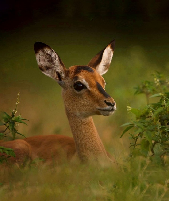 doe