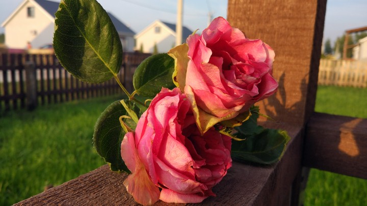 Red rose
