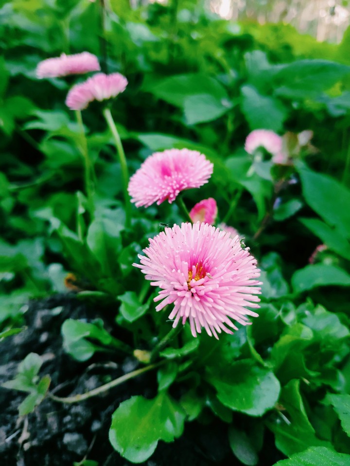 Pink flowers