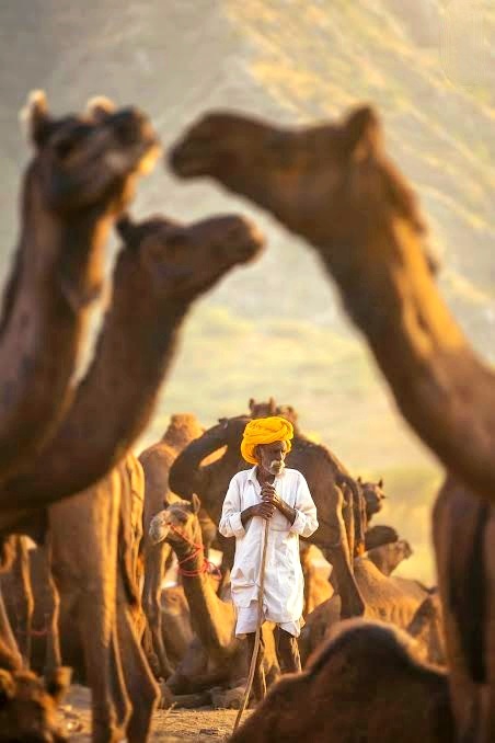 The camel is called the 'ship of the desert',