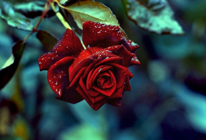 four you my dear friends