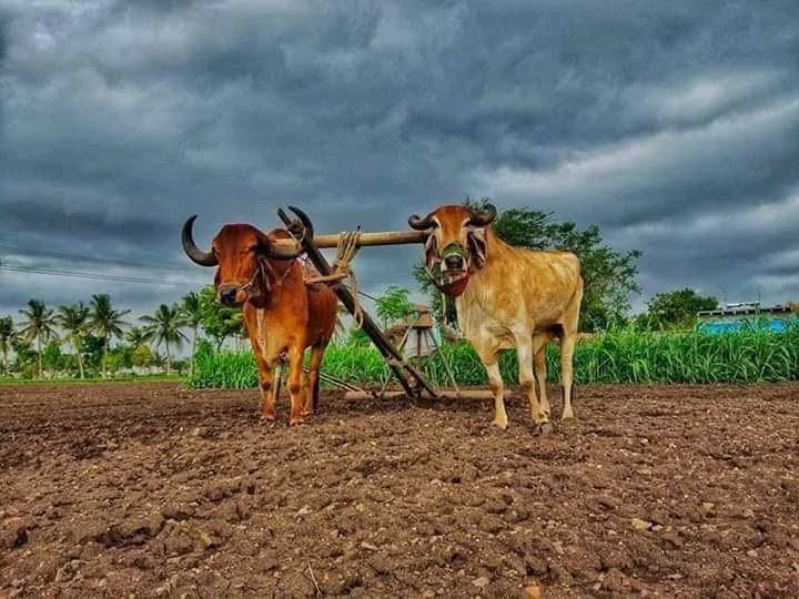 Farming