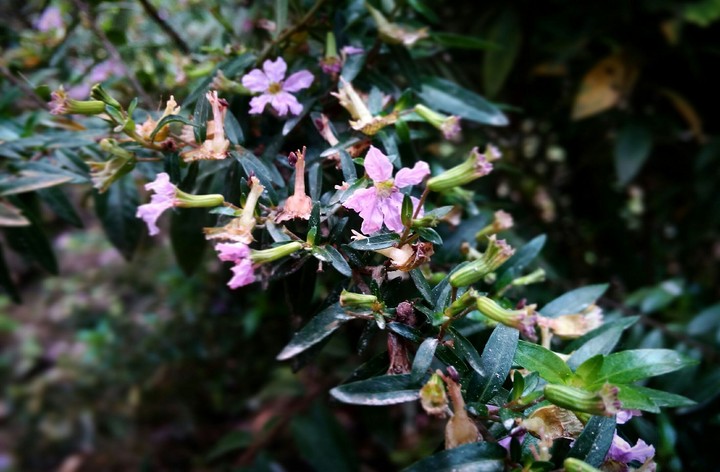 Tiny Beauties
