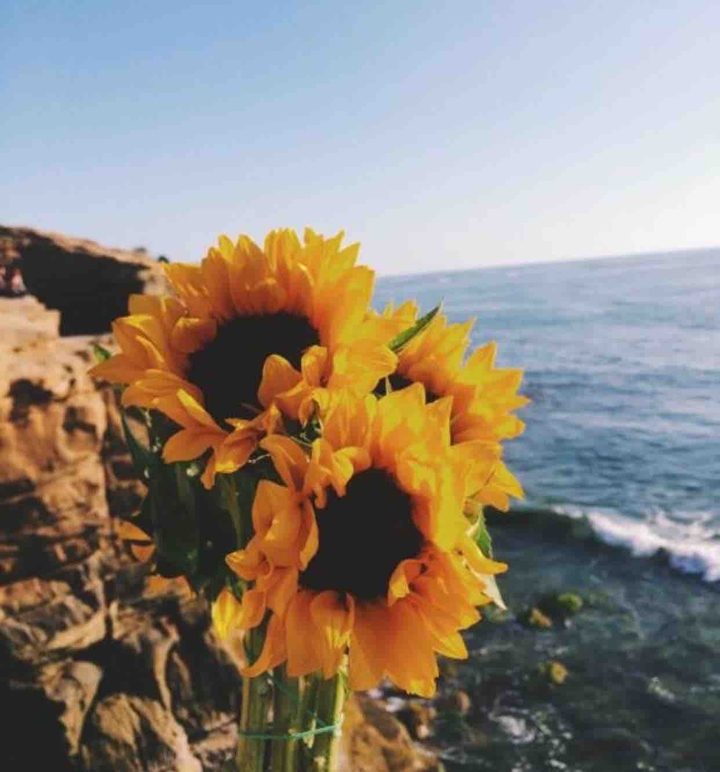 Sunflowers and sea